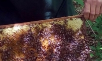 foto11