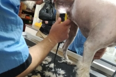 photo36