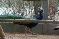SONY DSC