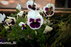foto51